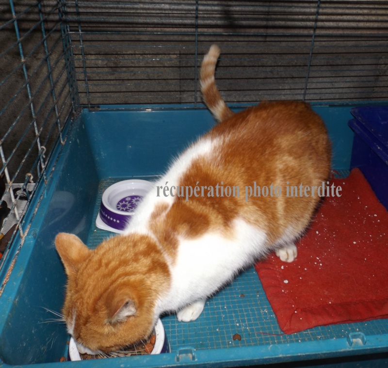 Chat mâle castré blanc et roux tigré - fourrière sud 44 - délai 29/01/2015 1f11