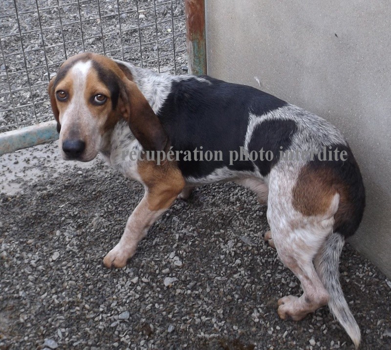 Mâle Basset (Hound tricolore x bleu de gascogne) - Fourrière Sud 44 - Délai 23/01/2015 8f10