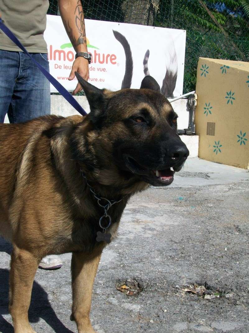 WISKY Croisé Berger/Malinois
