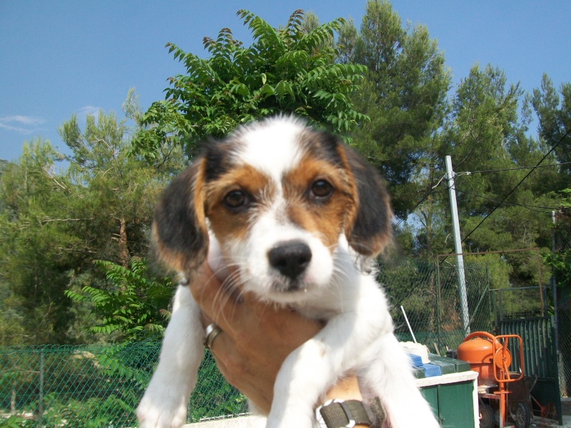 Louna croisé jack russel epagneul nain (chiot)