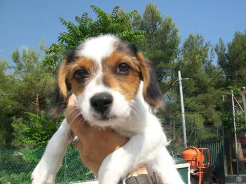 Louna Croisé Jack Russel Epagneul Nain Chiot