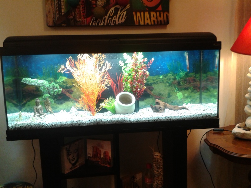 Nouveau aquarium de 120l 2015-012