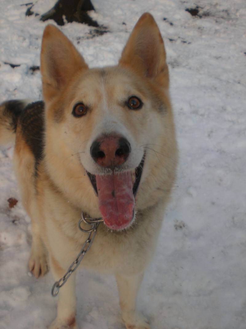 WILLY, Husky x berger, chat à éviter 8 ANS , REF (57) ADOPTE Cimg3323