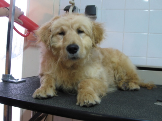 (reservé) Fun golden retriever male de 6mois1/2 dept58 Fun1010