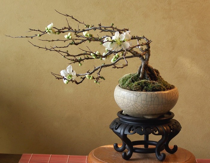 American Bonsai at the NC Arboretum - Page 14 2-12_w10
