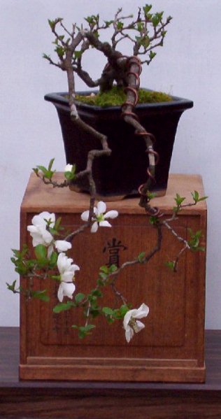 American Bonsai at the NC Arboretum - Page 14 Flower10