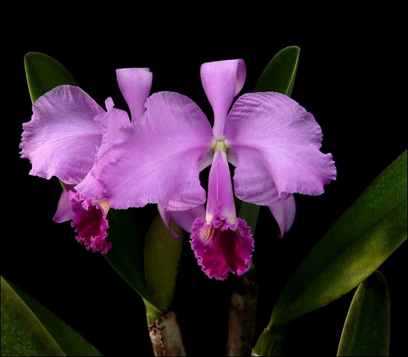 Cattleya trianaei Cattle11