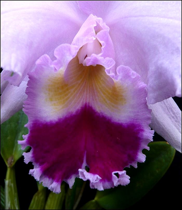 Cattleya hybride rose Cattle28