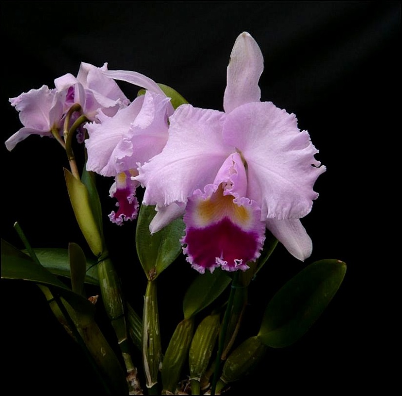 Cattleya hybride rose Cattle29