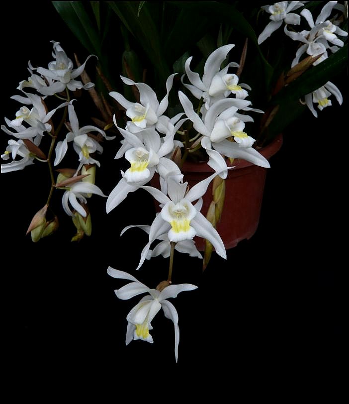 Coelogyne Unchained Melody  Coelog22