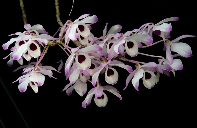 Dendrobium nobile 'Irène' Dendro14