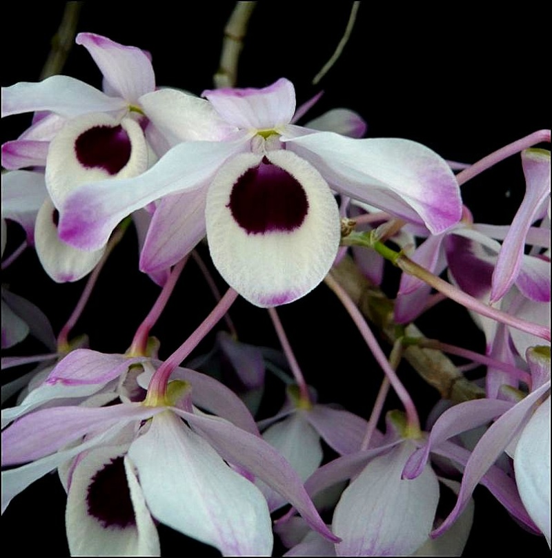 Dendrobium nobile 'Irène' Dendro15