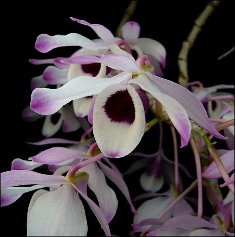Dendrobium nobile 'Irène' Dendro16