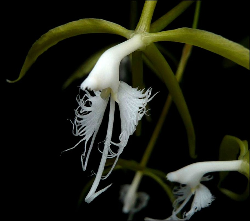 Epidendrum ciliare Epiden14