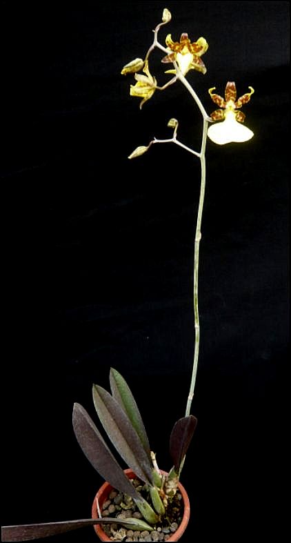 Trichocentrum (Oncidium) splendidum Oncidi17