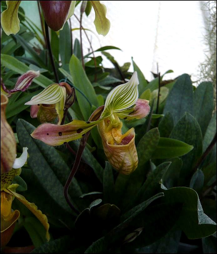 Paphiopedilum venustum Paphio11