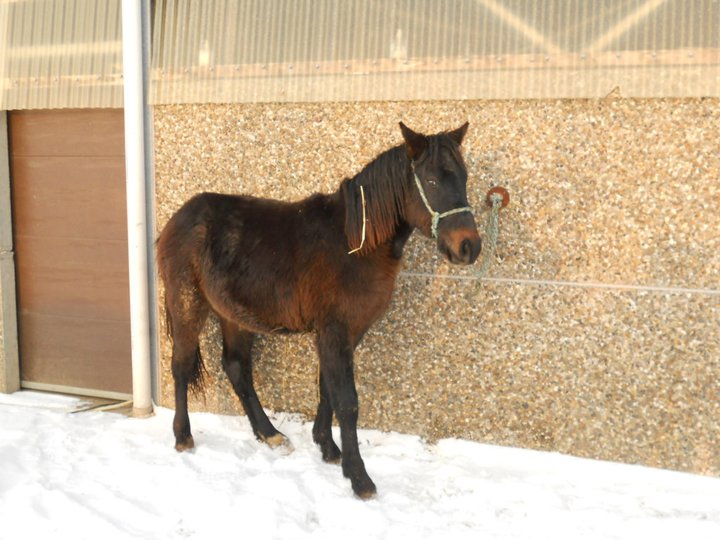 (ADOPTE) ARTHUR, double poney bai, né en mai 2009 15423010