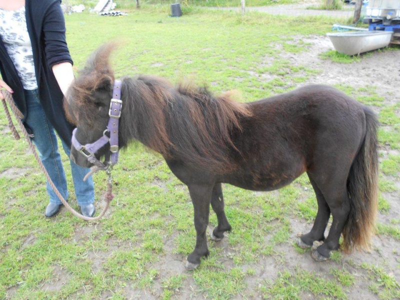 Quatre poneys shetlands 30071710