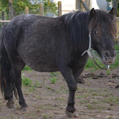 Quatre poneys shetlands 41923410