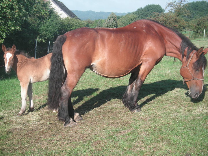 2 juments de trait bretonnes et 2 auxoise sauvées en août attendent un adoptant dans le limousin (ADOPTEES) 45084_11