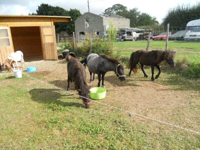 Quatre poneys shetlands 48458110