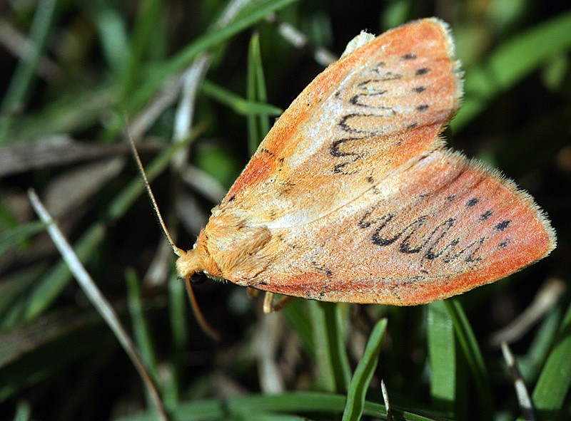 2 Hétérocères à confirmer SVP : Dysgonia algira et Miltochrista miniata _mg_1812