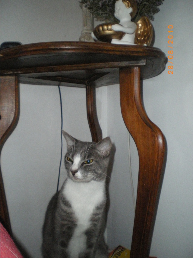 Grisou, adorable minou gris et blanc, né fin avril 2009 Imgp3911