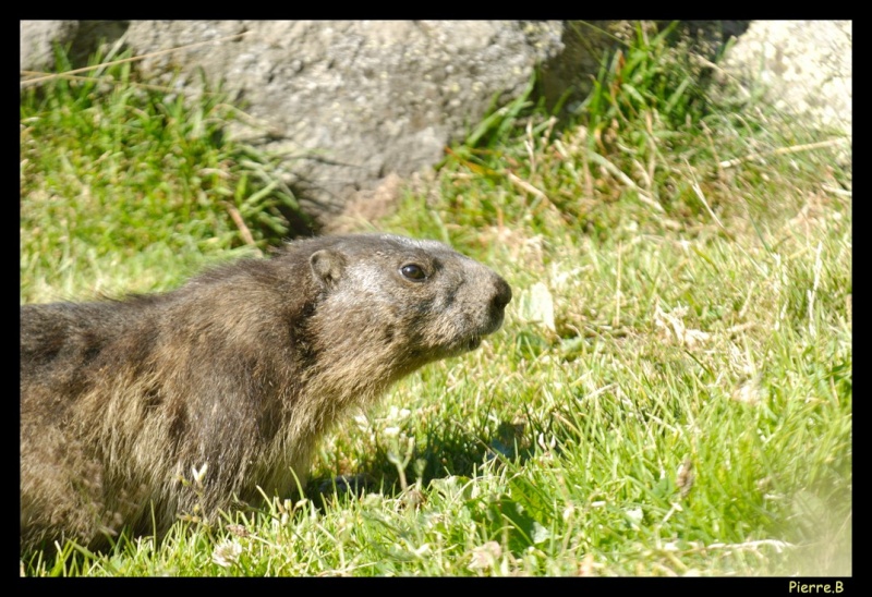 Animaux montagnards _dsc0012