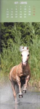 cheval poney âne 293_1410