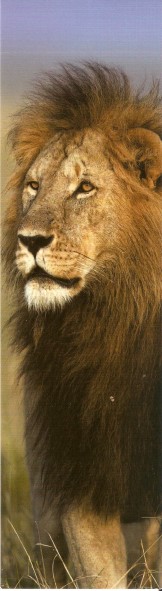 lion ..... Numar847