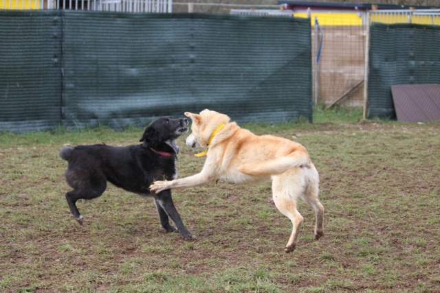 Tyrex x husky 1 an ½ ASSO46 ADOPTE 10884010