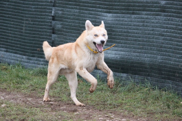 Tyrex x husky 1 an ½ ASSO46 ADOPTE 10893110