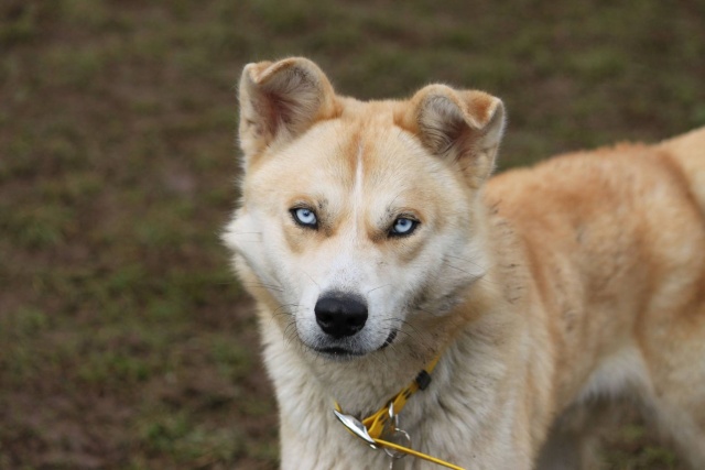 Tyrex x husky 1 an ½ ASSO46 ADOPTE 10935310
