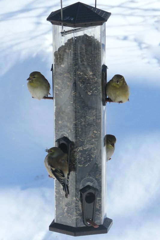 Mangeoire  Chardonnerets 17-02-13