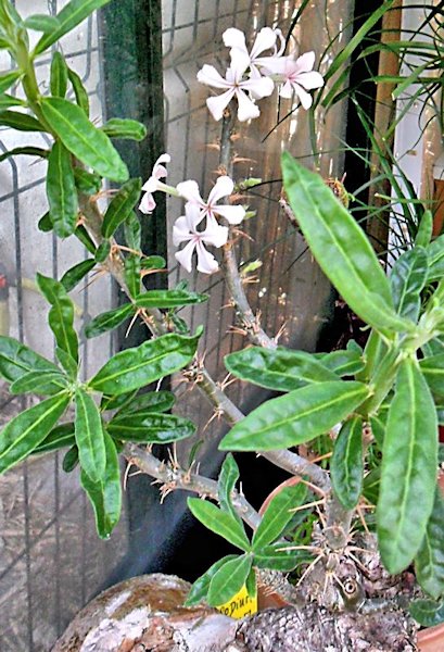 Pachypodium bispinosum en fleurs Pachyp12