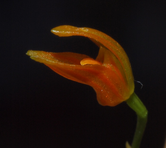 Pleurothallis glandulosa 02610