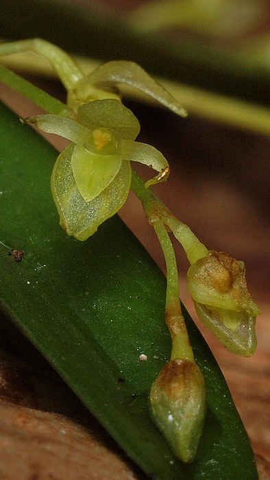 Pleurothallis pruinosa 04410