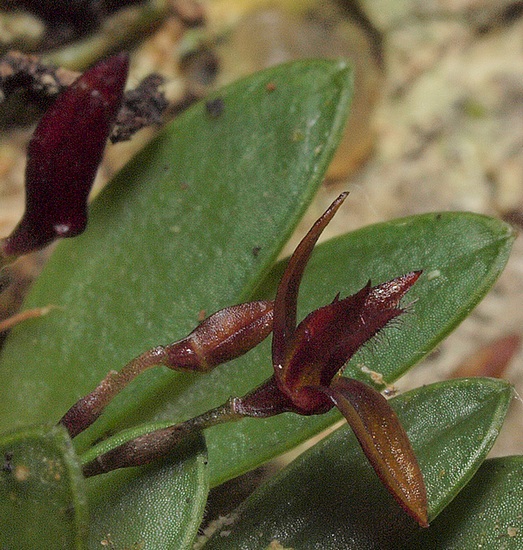 pleurothallis barbulata.... 16410