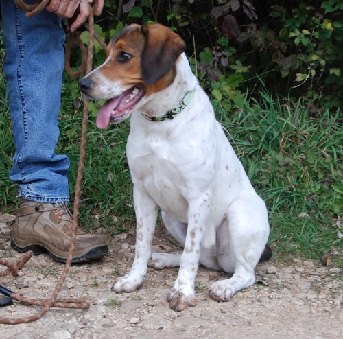 HAIKA, croisée Beagle femelle, née en janvier 2012 - SPA Oyonnax(01) Haika110