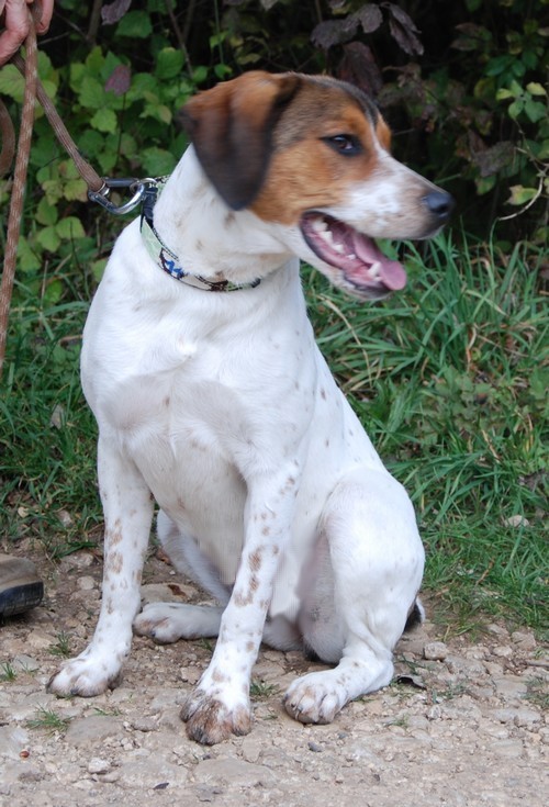 HAIKA, croisée Beagle femelle, née en janvier 2012 - SPA Oyonnax(01) Haika111