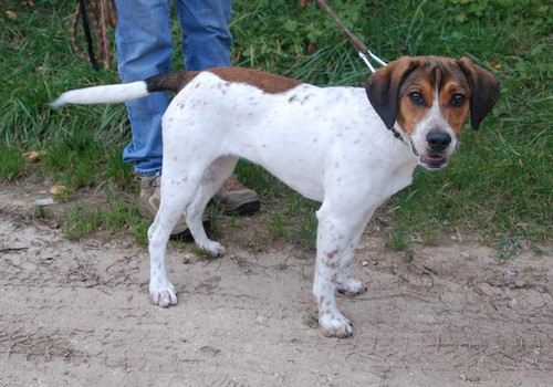 HAIKA, croisée Beagle femelle, née en janvier 2012 - SPA Oyonnax(01) Haika710