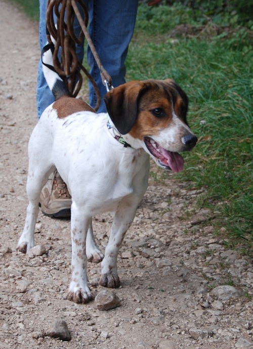 HAIKA, croisée Beagle femelle, née en janvier 2012 - SPA Oyonnax(01) Haika910