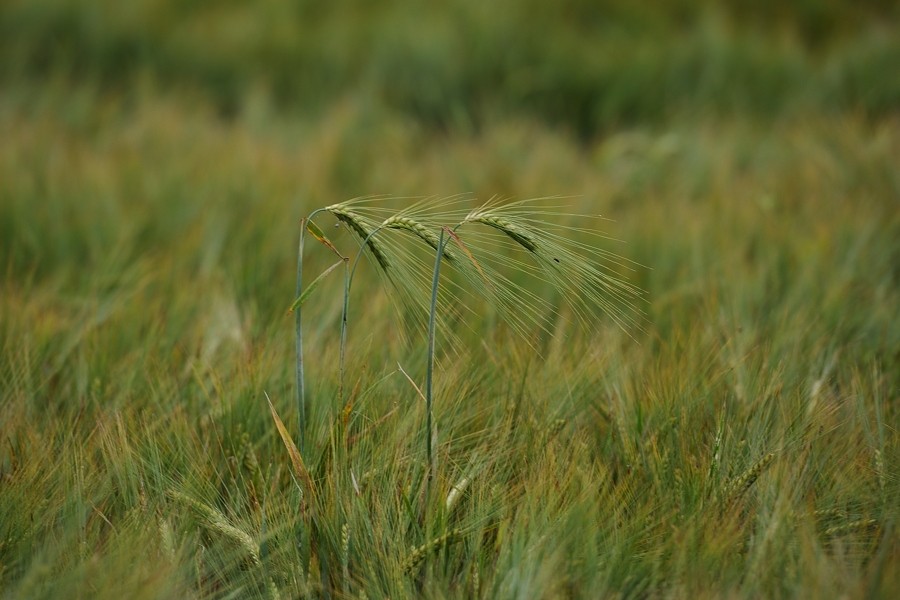 Perdu dans un champ d'orge ... et un champs de blé (18 10) 12070212