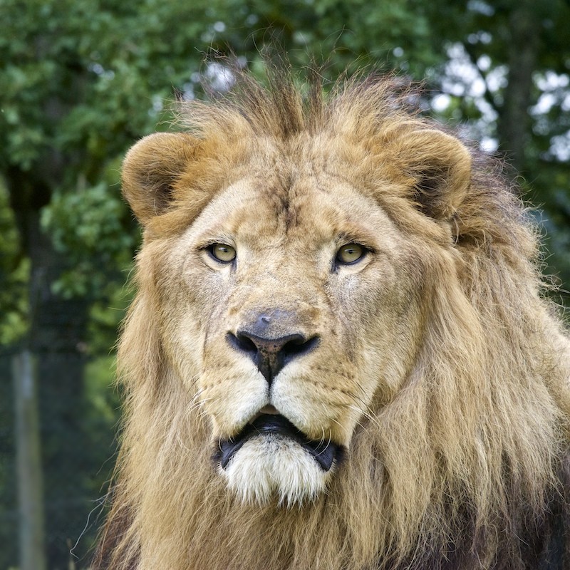 Château de Colombier / Aveyron - lions (suite le 10/03) 2014-011