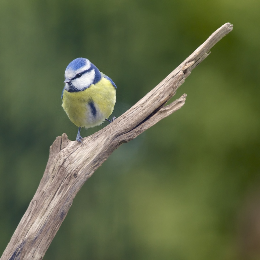 Oiseaux de nos jardins - 2015 2015-018