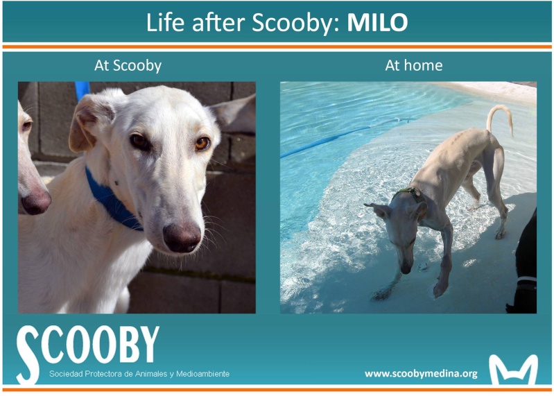 Milo galgo Scooby France – Adopté ! - Page 12 10535710