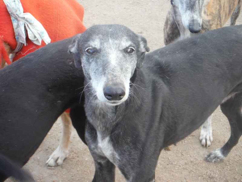 Pitufa galga mature 6ans1/2  Scooby France Adoptée  10922310