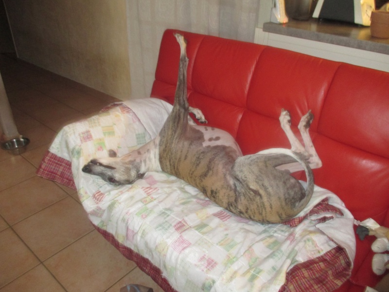 Izan galgo mâle à l'adoption Scooby France – Adopté ! - Page 35 Img_1624