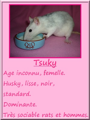 TSUKY - Rate husky, lisse, standard Sans_t11