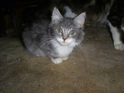 Hola 6 Mois Femelle Gris Blanc Aux Poils Mi Long Croisee Main Coon